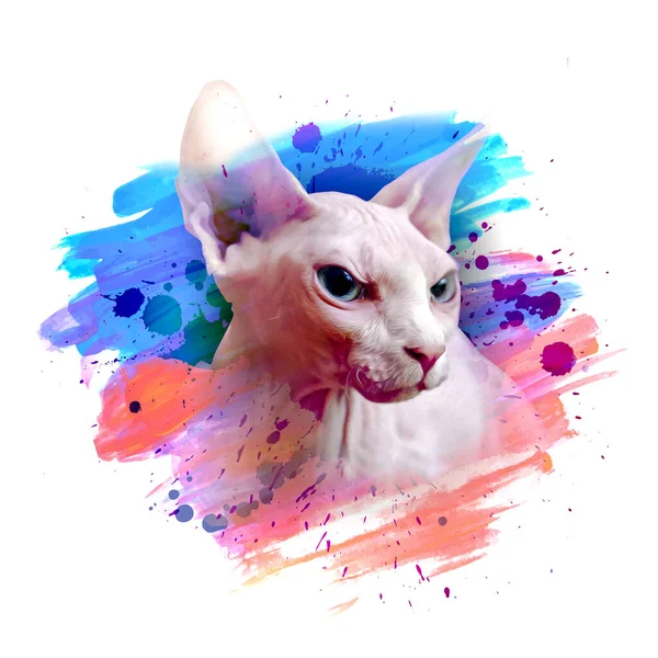 Colorido Artístico Esfinge Gato Hocico Con Salpicaduras Pintura Brillante Sobre —  Fotos de Stock