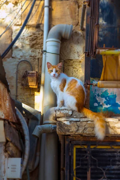 看到猫坐在街边低矮水龙旁的老房子的墙角上 — 图库照片