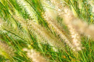 Güneşli bir günde çimenli arazinin güzel yakın çekimi