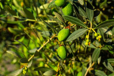 Güneşli bir günde zeytin dalı, yakın görüş 