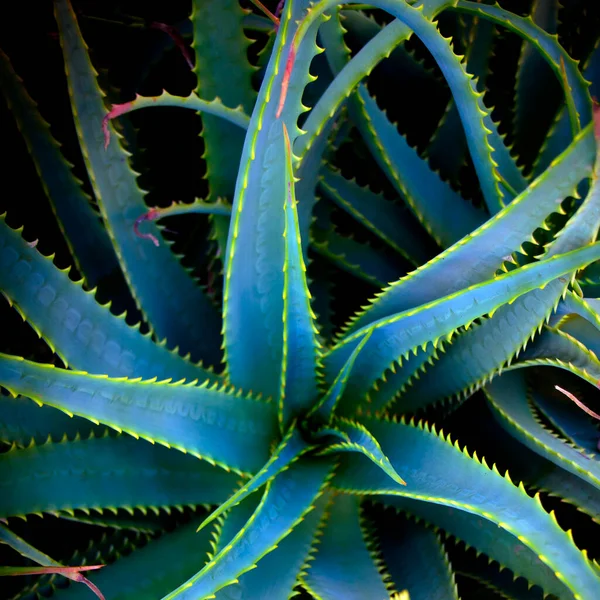 Nahaufnahme Der Grünen Aloe Vera Pflanze — Stockfoto