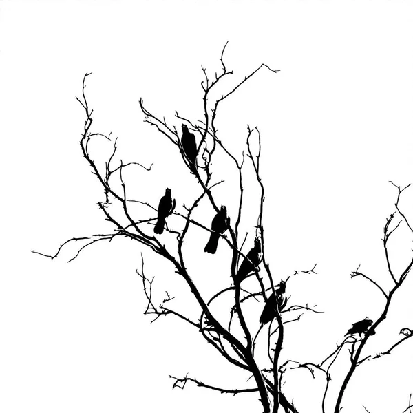 Donkere Silhouetten Van Vogels Zittend Kale Boomtakken Geïsoleerd Witte Achtergrond — Stockfoto