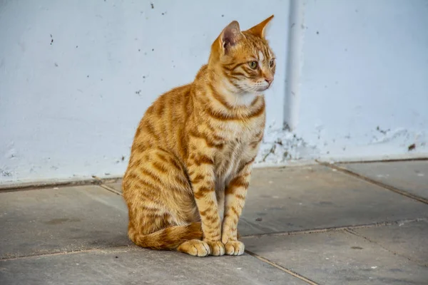 Schattig Kat Rusten Straat Zomer Ochtend — Stockfoto