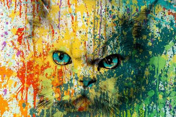 Colorido Bozal Artístico Gato Con Salpicaduras Pintura Brillante — Foto de Stock