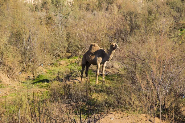 Καμήλα στη χλόη μέσα από τα δέντρα — Φωτογραφία Αρχείου
