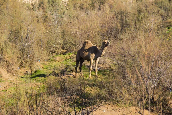 Chameau sur l'herbe à travers les arbres — Photo