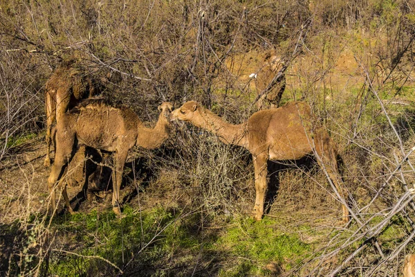 Καμήλες στην χλόη μέσα από δέντρα — Φωτογραφία Αρχείου