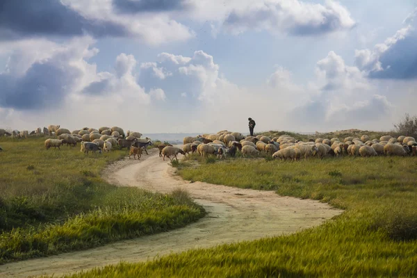 Ovce pasoucí se v poli — Stock fotografie