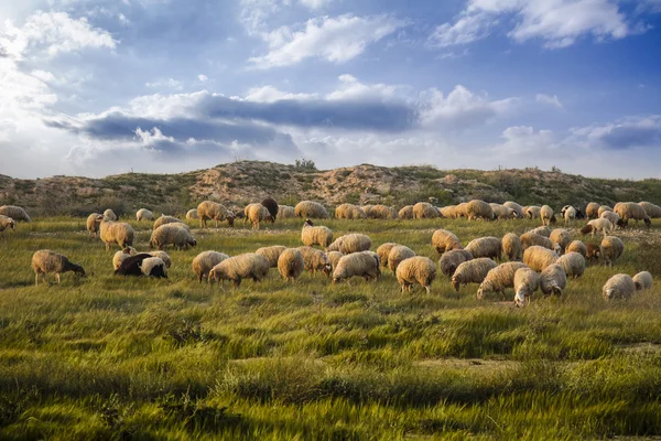 Pastoreio de ovinos no campo — Fotografia de Stock