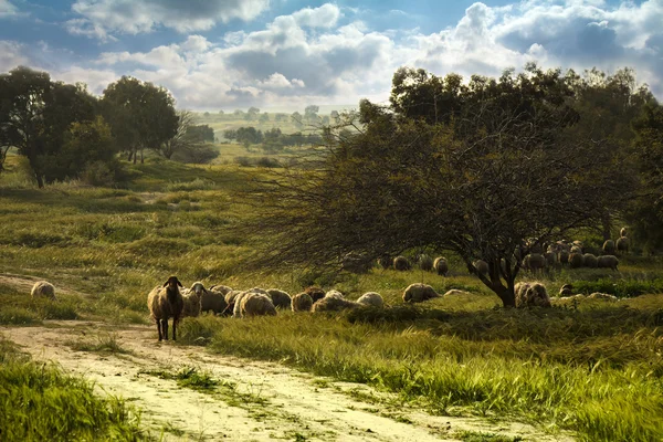 Pâturage des moutons dans les champs — Photo