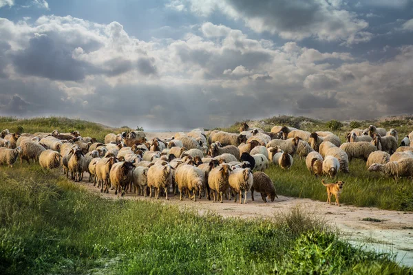 Ovejas pastando en el campo — Foto de Stock