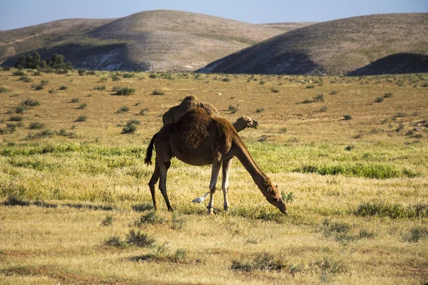 骆驼带绿色的原野，在背景中 — 图库照片