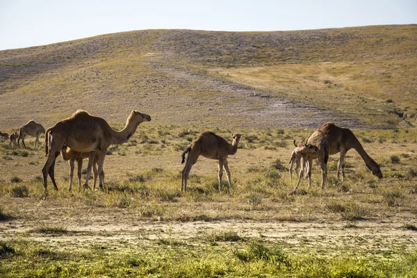 Camelos com campo verde no fundo — Fotografia de Stock
