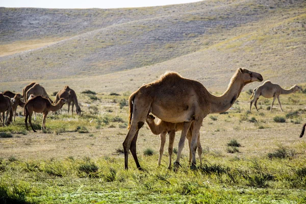 Camelos com campo verde no fundo — Fotografia de Stock