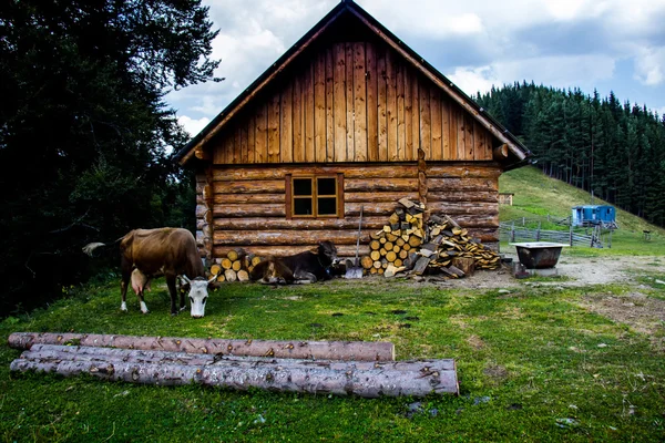 Holzhaus mit grasender Kuh — Stockfoto