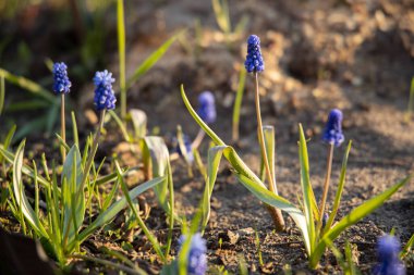Muskari. Gün batımında parlak leylak çiçekli bitkiler. Seçici odak.