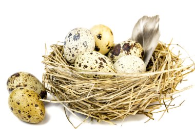 Geçiş yumuşatma ve rengarenk bıldırcın yumurtası.