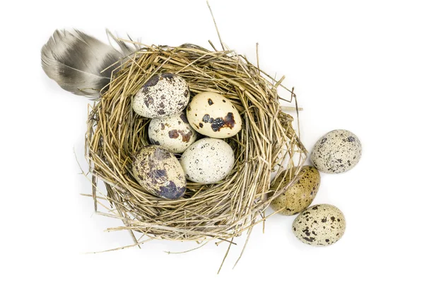Křepelčí vejce a hnízdo trávy. — Stock fotografie