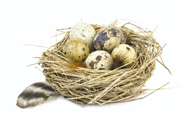 Quail eggs and feathers in a nest. — Stock Photo, Image