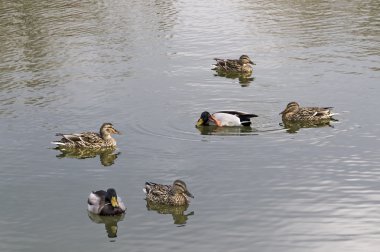 yaban ördekleri gölde yüzmek.