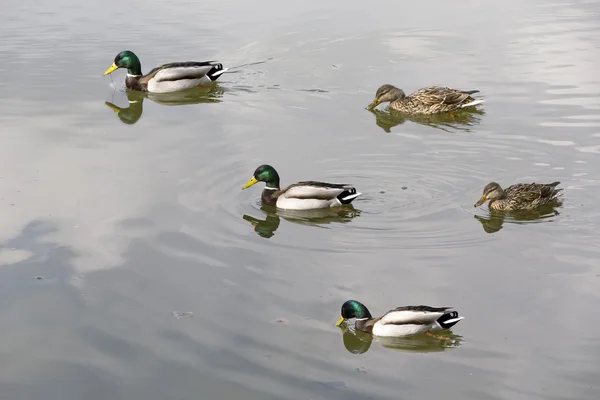 Bebek liar berenang di danau . — Stok Foto