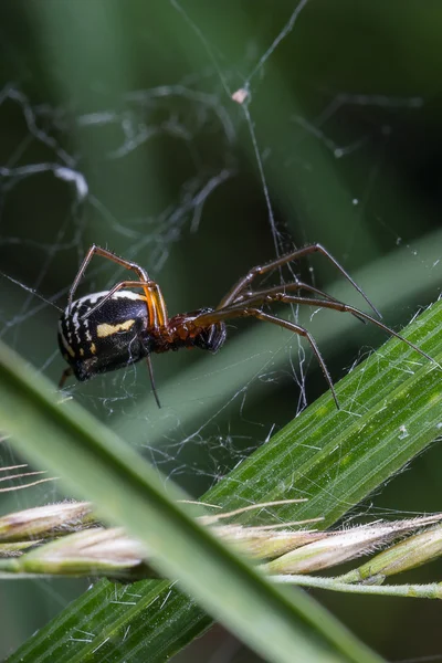 La araña con patas largas . —  Fotos de Stock