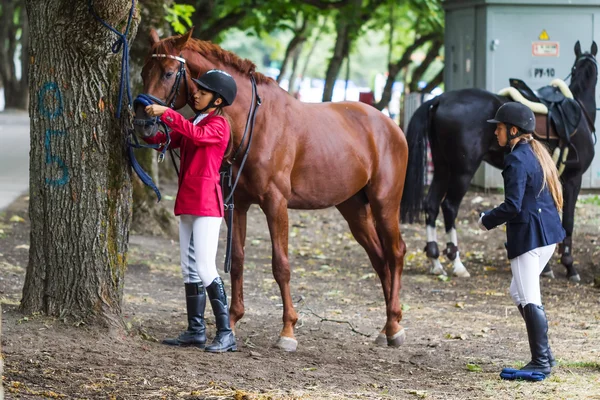 Jinete y caballo . — Foto de Stock