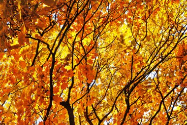 Akçaağaç dalları.