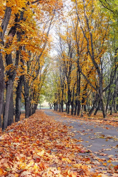 Старая кленовая аллея . — стоковое фото