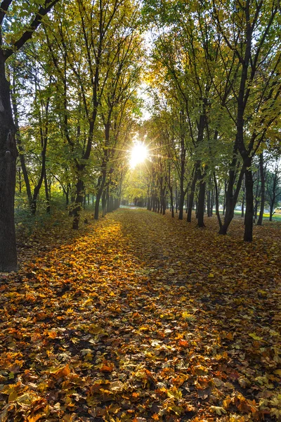 Осеннее утро . — стоковое фото