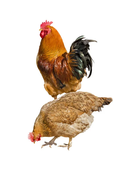 Galo e galinha . — Fotografia de Stock