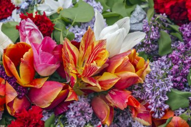 farklı renklerde laleler.