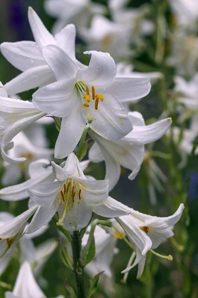 Blossoming white lilies. — Stock Photo, Image