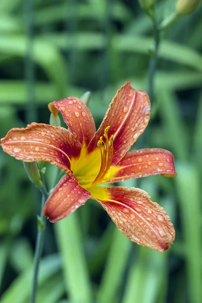 Lily flower on a background of foliage. — Stock Photo, Image