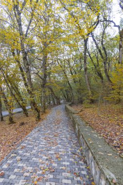 Sonbahar parkında patika.