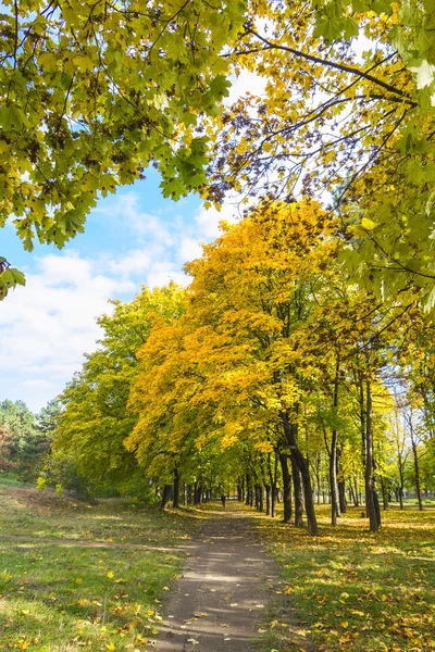 Güneşli bir günde sonbahar parkı. — Stok fotoğraf