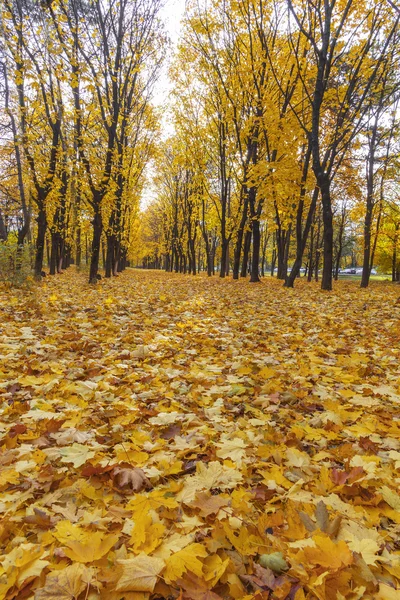 Оранжевая аллея в парке. — стоковое фото