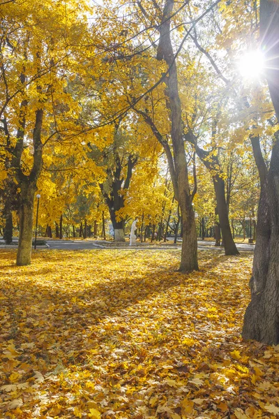 Parque de outono em um dia ensolarado. — Fotografia de Stock