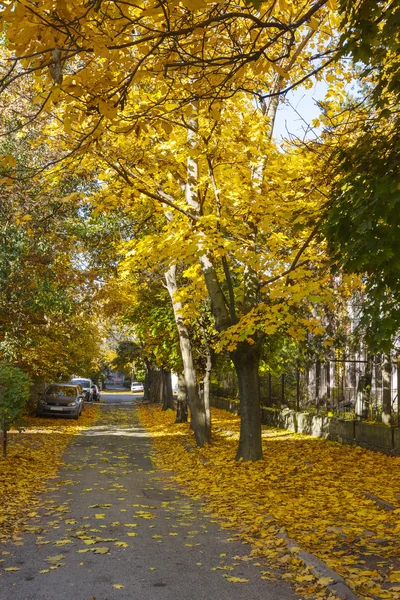 Street with yellow maples. — Stock Photo, Image