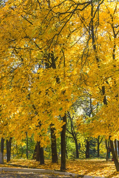 Maples sarı sonbahar yaprakları ile. — Stok fotoğraf