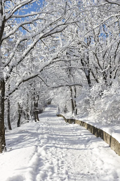 El camino en el bosque de invierno . Imagen de stock