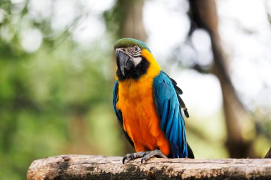 mavi ve altın Amerika papağanı papağan