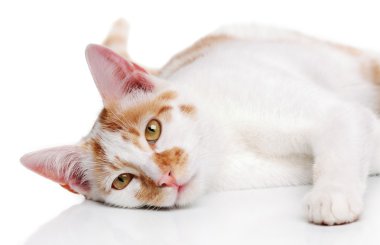 Genç kırmızı ve beyaz kedi