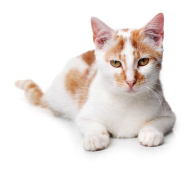 Genç kırmızı ve beyaz kedi