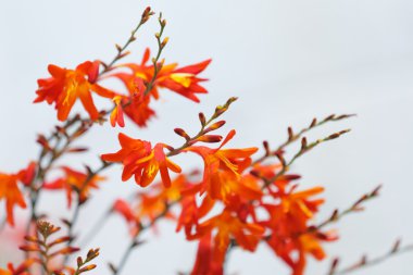 Kırmızı ve turuncu çiçek yakın çekim resim