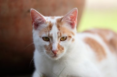 bahçede bırakmasını genç beyaz ve kırmızı kedi