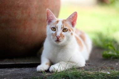 bahçede bırakmasını genç beyaz ve kırmızı kedi