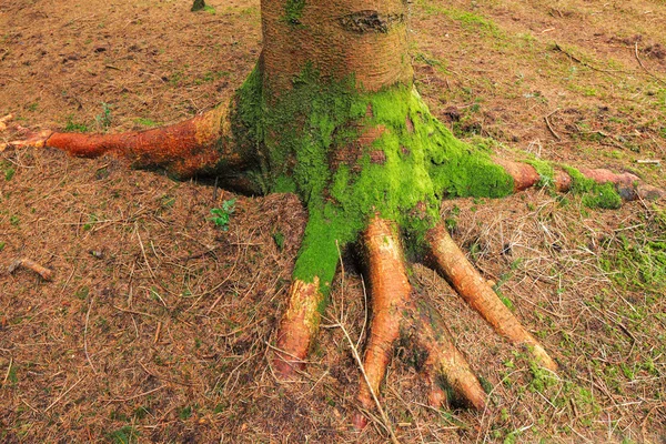 Wurzel eines Baumes auf dem Grund des Waldes — Stockfoto