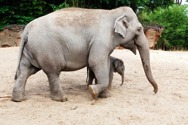 Mother elephant with her newborn baby elephant — Stock Photo, Image