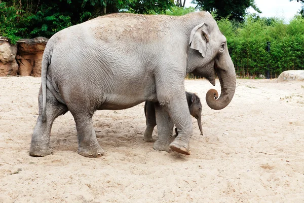 Mãe elefante com seu bebê recém-nascido elefante — Fotografia de Stock